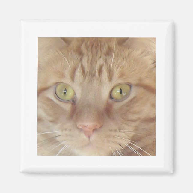 Orange Tabby Cat Magnet (Front)