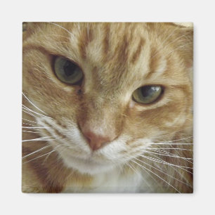 Orange Tabby Cat Magnet