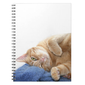Orange tabby cat notebook