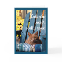 Orange Tabby Cat on Blue Chair Sympathy