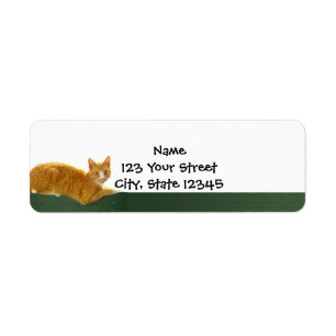 Orange Tabby Cat on Green Fence