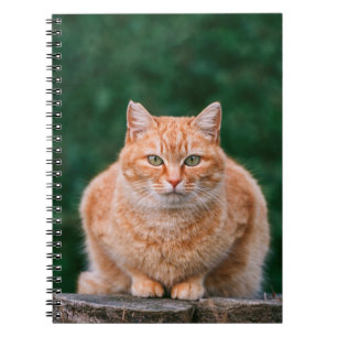 Orange Tabby Cat Portrait on Tree Stump Notebook