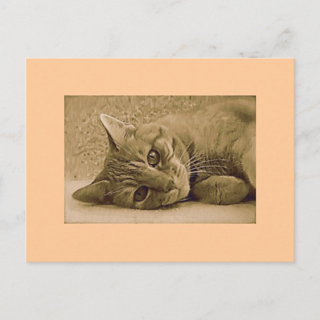 Orange Tabby Cat Post Card (Front)