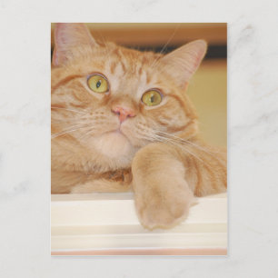 Orange Tabby Cat Postcard