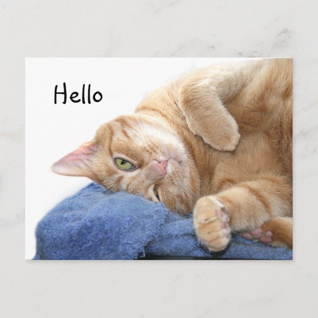 Orange tabby cat postcard (Front)
