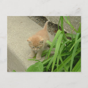 Orange Tabby Cat Postcard