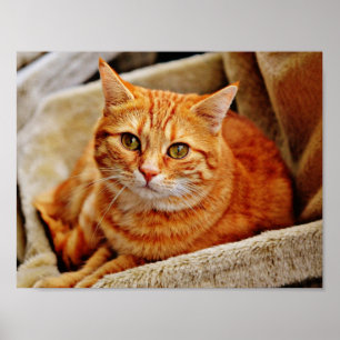 Orange Tabby Cat Poster
