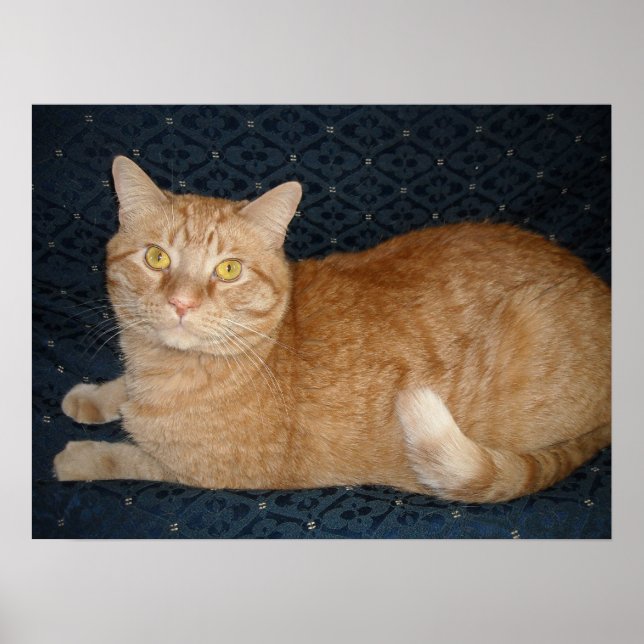 Orange Tabby Cat Poster (Front)