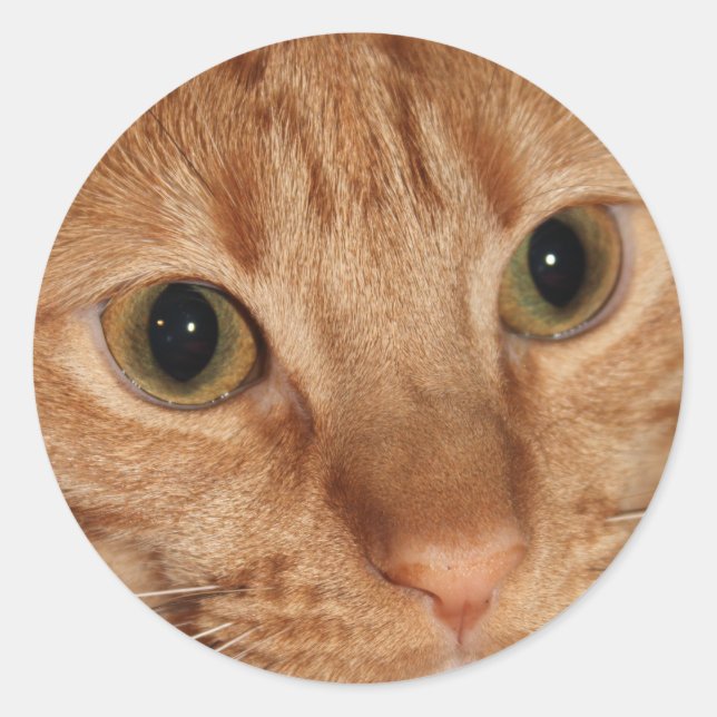 Orange Tabby Cat Profile Face Close up Classic Round Sticker (Front)
