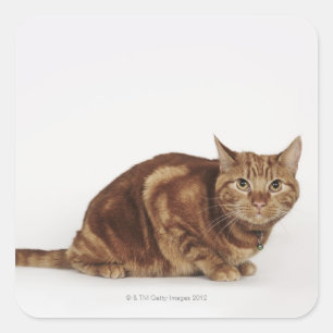 Orange Tabby cat Square Sticker