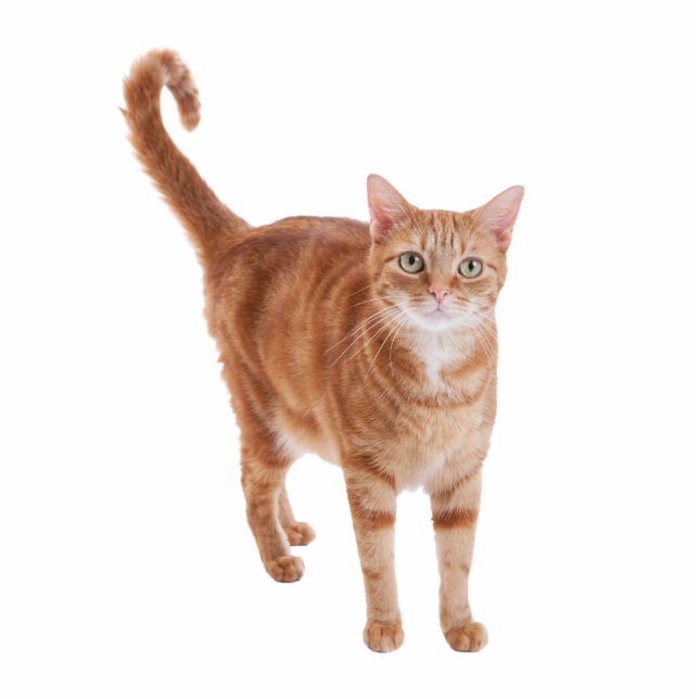 Orange Tabby Cat Standing Standing Photo Sculpture (Front)