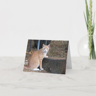 Orange Tabby Cat Thank You Note Card