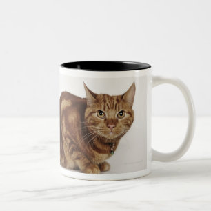 Orange Tabby cat Two-Tone Coffee Mug