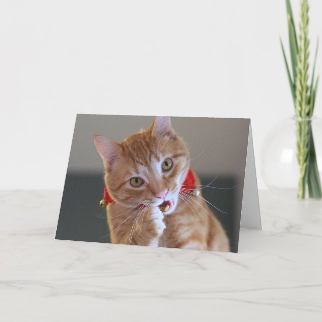 Orange Tabby Cat Wearing Red Christmas Collar Holiday Card (Front)