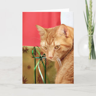 Orange tabby Christmas Holiday Card