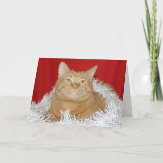 Orange tabby Christmas Holiday Card