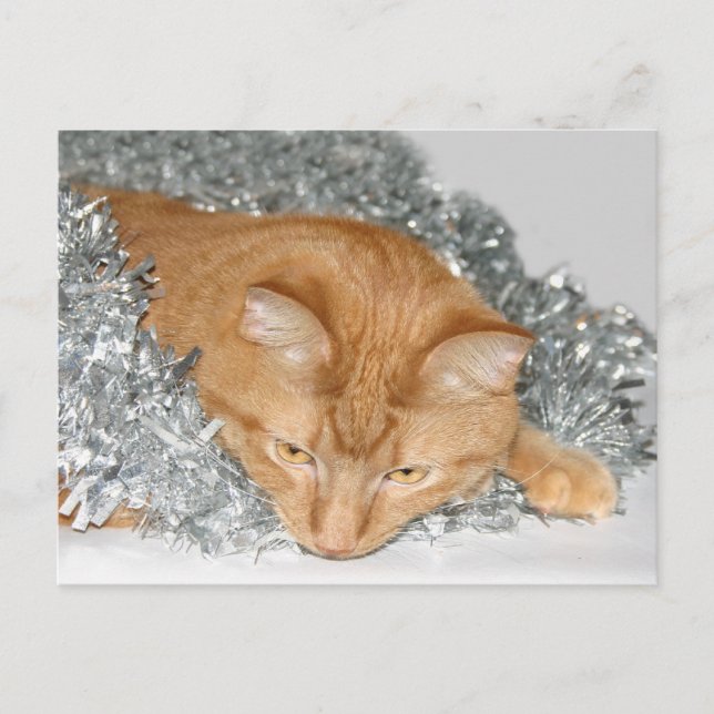 Orange tabby Christmas Holiday Postcard (Front)