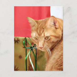 Orange tabby Christmas Holiday Postcard