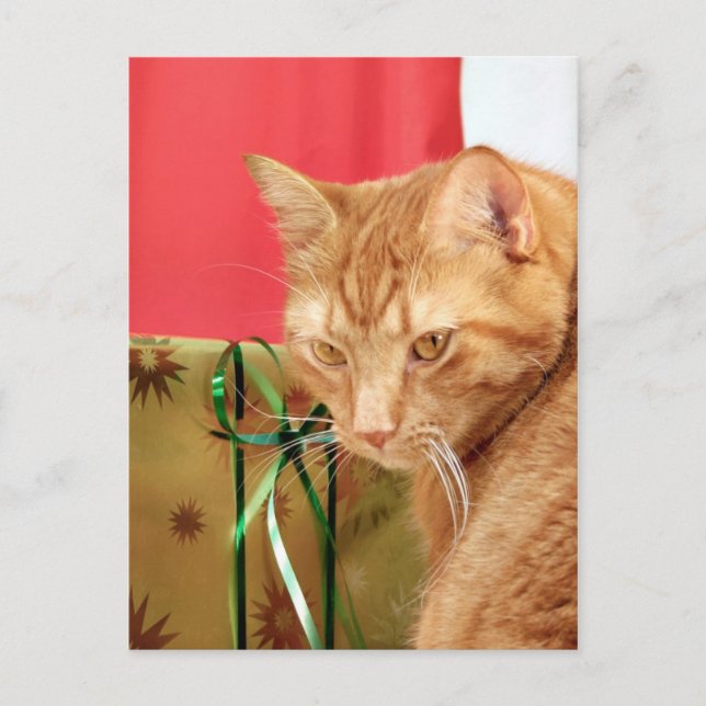 Orange tabby Christmas Holiday Postcard (Front)