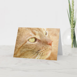 Orange Tabby Greeting Card