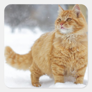 Orange Tabby in the snow Square Sticker