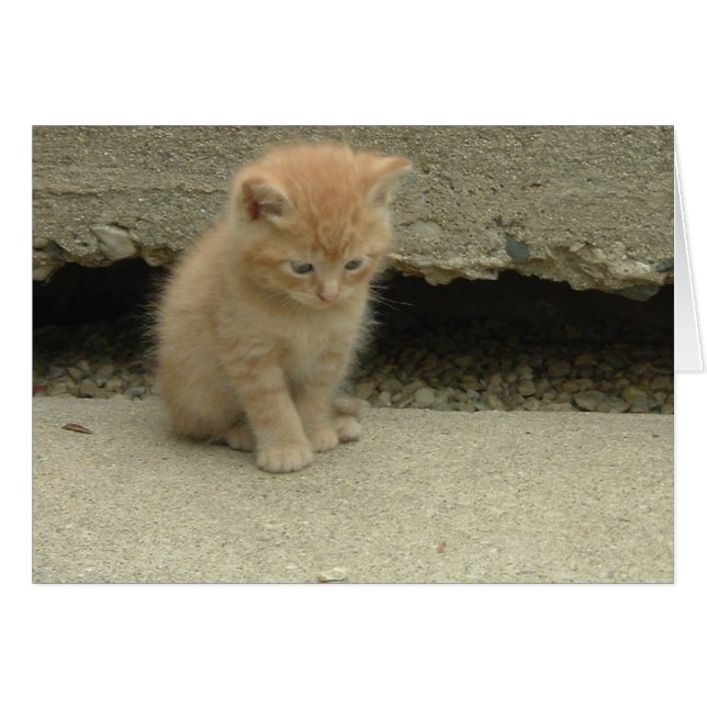 Orange Tabby Kitten (Front Horizontal)