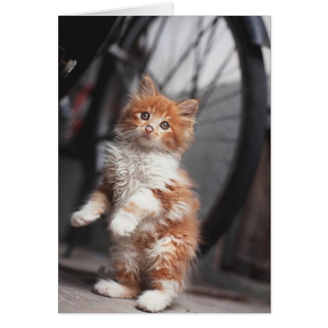 Orange Tabby Kitten (Front)