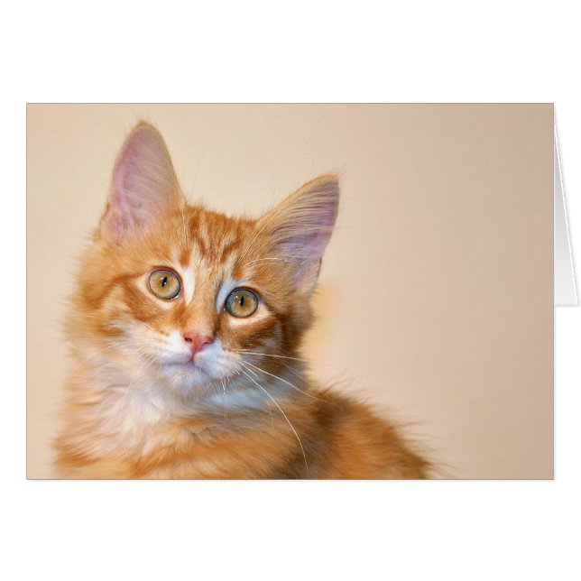 Orange tabby kitten (Front Horizontal)
