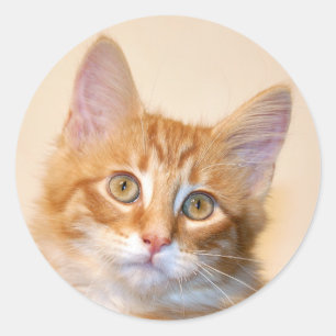 Orange tabby kitten classic round sticker