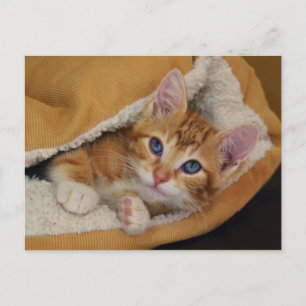 Orange Tabby Kitten in Bed Postcard
