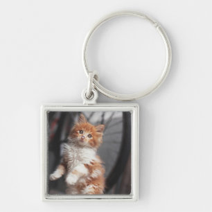 Orange Tabby Kitten Key Ring