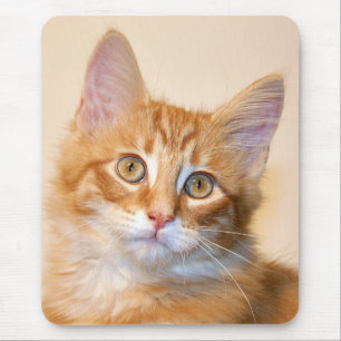 Orange tabby kitten mouse mat