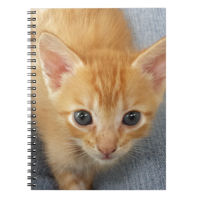 Orange tabby kitten notebook (Front)