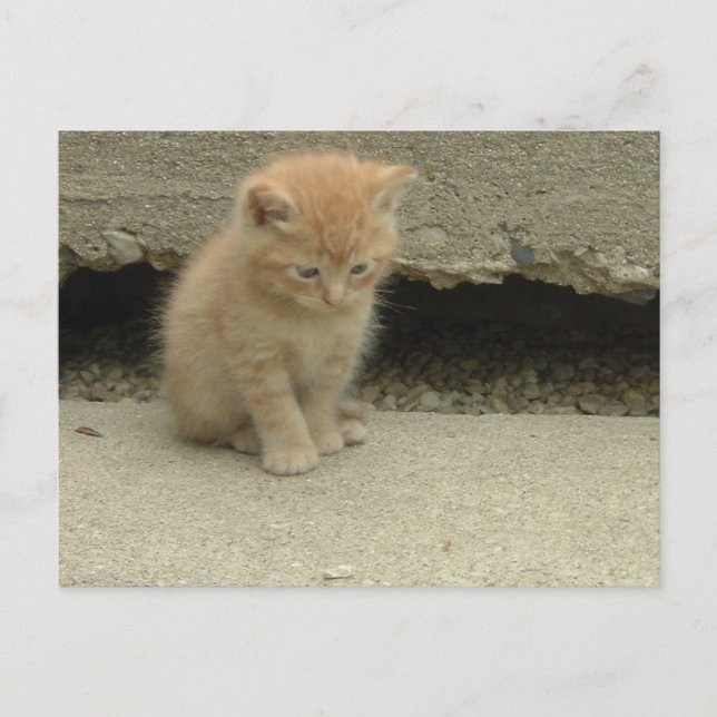 Orange Tabby Kitten Postcard (Front)