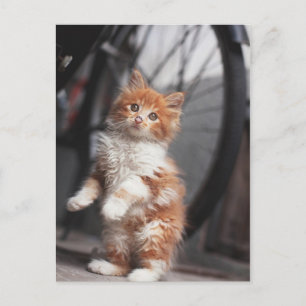Orange Tabby Kitten Postcard