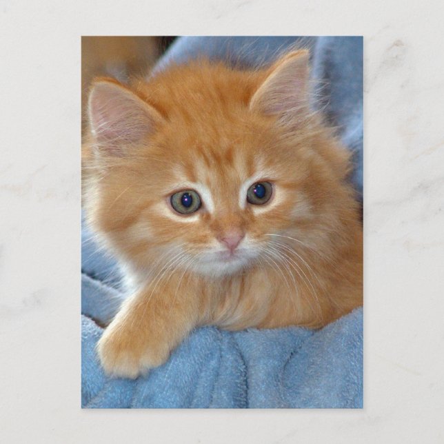 Orange Tabby Kitten Postcards (Front)