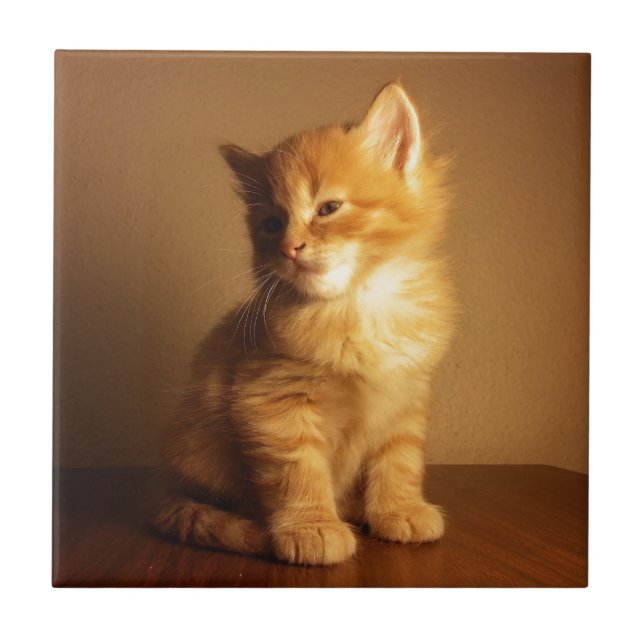 Orange Tabby Kitten Tile (Front)