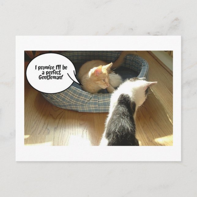 Orange Tabby Kitty Cat Postcard (Front)