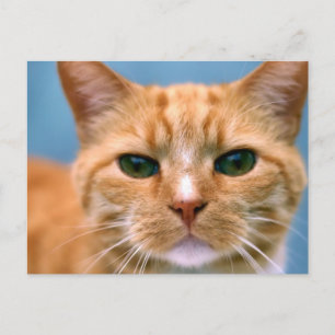 Orange Tabby Kitty Kitten Cat Postcard