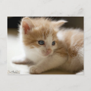 Orange Tabby Postcard