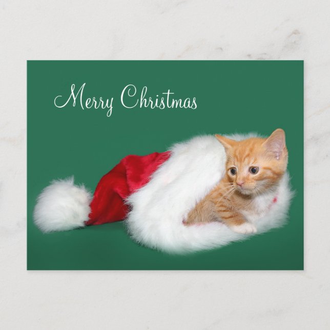 Orange tabby Santa hat Holiday Postcard (Front)
