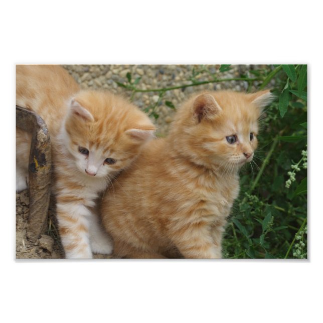 Orange Tabby Siblings Photo Print (Front)