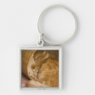 Orange tabby sleeping in hamper key ring