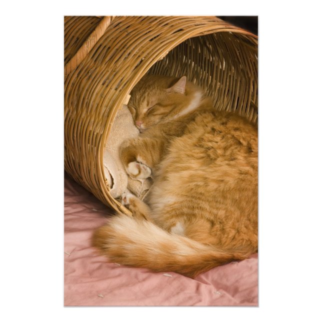 Orange tabby sleeping in hamper photo print (Front)