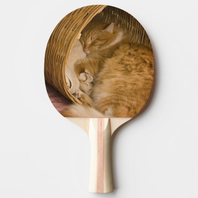 Orange tabby sleeping in hamper ping pong paddle (Front)