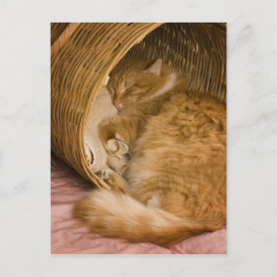 Orange tabby sleeping in hamper postcard