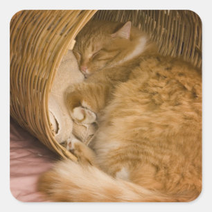 Orange tabby sleeping in hamper square sticker