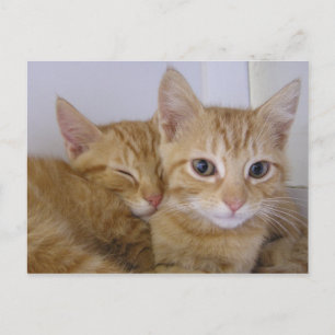 Orange Tabbys Postcard