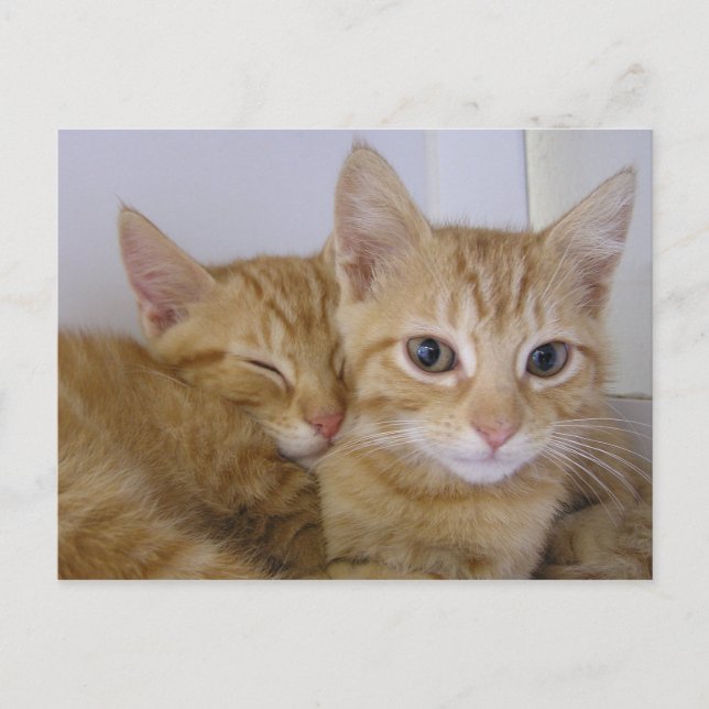 Orange Tabbys Postcard (Front)
