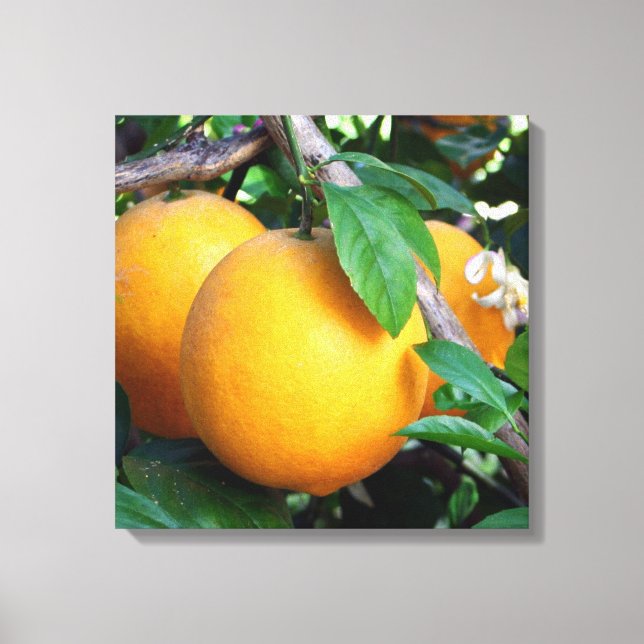 Orange - Tangelo Canvas Print (Front)
